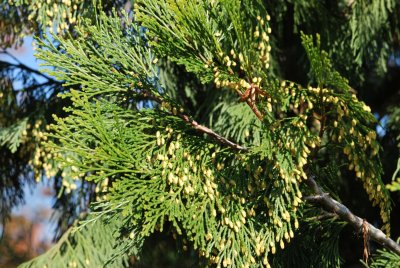 Calocedrus decurrens - pazerav cedrový